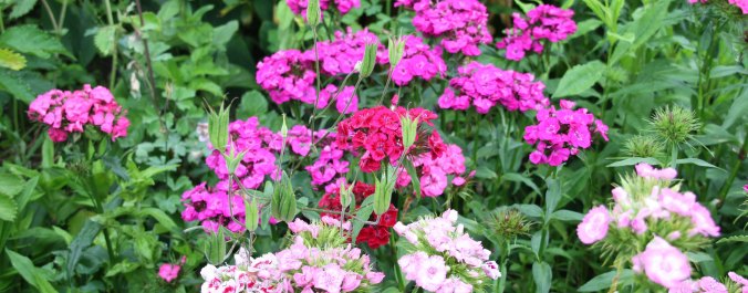 Bartnelken zoom (c) Annika Burger