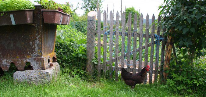 Huhn_Gartentor (C) Annika Burger